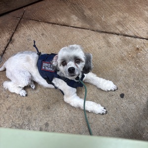Fundraising Page: Tug & Trust Dog Training Sadie Kosenko